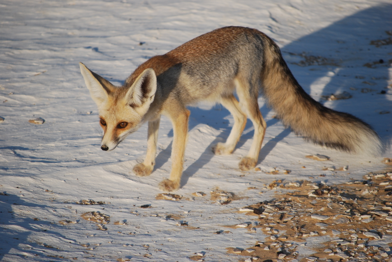 Illustration for article titled Wednesday Woof - Vulpes rueppellii Edition